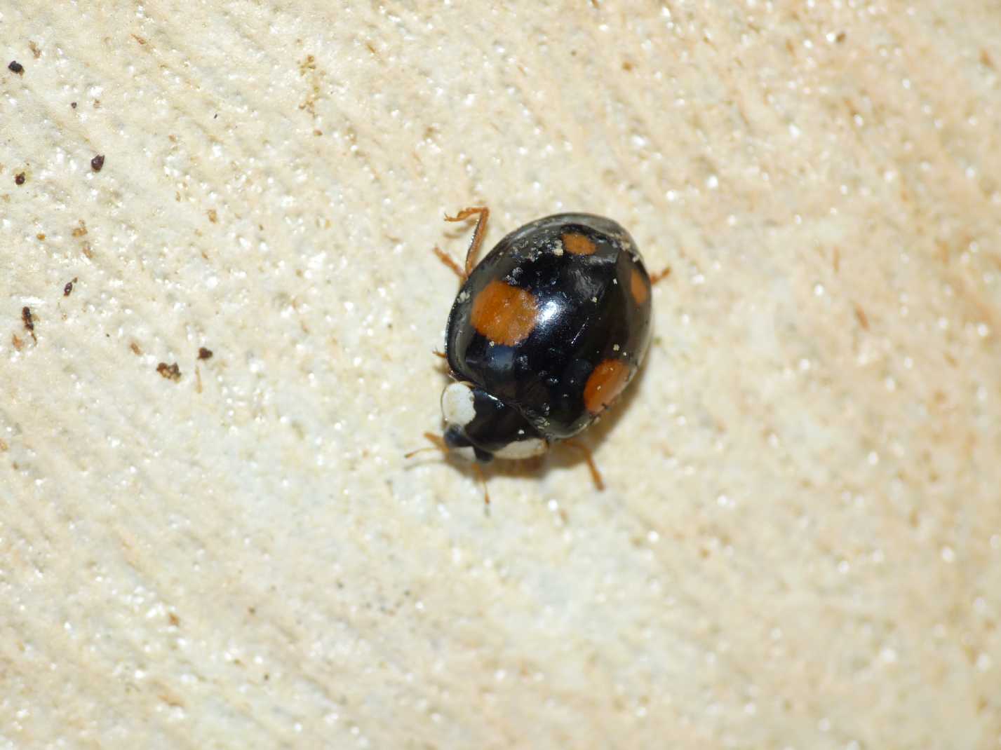 Coccinelle: Harmonia axyridis varie colorazioni (le pi grandi).